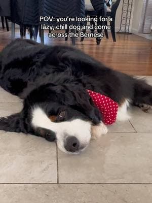 “Alexa what’s the laziest dog breed in the world?” #fyp #bernesemountaindog #funnydogs #bernesemountaindogs #bernese #bigdogs #lazydogs 