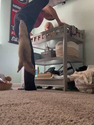 Just a typical morning in Tuna’s house😅 #tuna#tunahaul#ferret#ferretsoftiktok#ferrettok#pets#fyp#foryou#foryoupage#animaltok#dogtok#cattok#babytok#toddler#momtok#momlife#dogsoftiktok#funnyanimals#funnypets#animalvoiceovers#voiceover#southerngirl#PetsOfTikTok#zoo#Home#house#clothes#wildlife#wildliferehab#georgia#southgeorgia #baby#toddler#momhack 