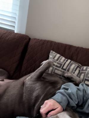 If he could crawl inside me he would… #silverlabsoftiktok #silverlab #needydog 