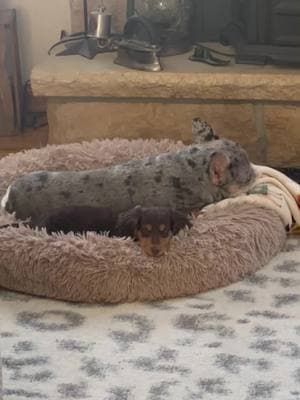 #bunker #franklin #frenchbulldog #longhairedminidachshund #fyp 