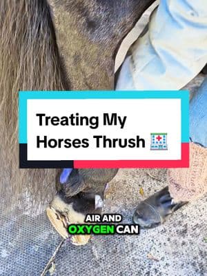 Treating my horses thrush. 🏥 Beau has developed a mild case of thrush. This is his 3rd treatment. It is improving. Even though I don't notice it in every hoof now, I still am treating every hoof, to make sure it isn't hiding in the crevices somewhere. Thrush is a fairly common hoof condition. It's especially common, in wet damp areas, or after a rain. It's generally pretty easy to clear up. However, this is not medical advice so always get a hold of your Veterinarian if you suspect any issues with your horse. ♥️ #apbeauregard #horseeducation #equestrianeducation #horsemanagement #horsemanship #equestrians #horses #horsewelfare #horsecare #horsehoof #horsehooves #hoofcare #hooves #hoof #horsehealth #nohoofnohorse 