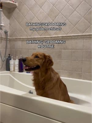 This helps with shedding so much!! #goldenretriever #dogcoatmaintenance #doglife #dogbathroutine #deshedding #dogcoathealth #goldenretrieverlife #dogbathingrountine #doggroomingtips #deshedding 