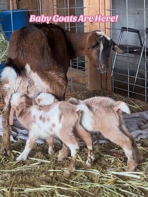 One Valentine baby and Two Presidents’ Day babies. 🐐💛 #babygoats #goats #minigoats #farmgoats #petgoats #faintinggoats #cats #petcats #barncats  #saltlakecity #utah #pets #animals #farm #familyfarm #farmanimals #farmlife  #homestead 