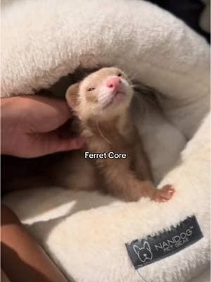 Chaos and cuteness ✨💞 #ferret #pets #ferrettok #huron #ferretvideos #cuteanimals #hyunjin 