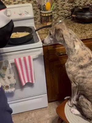 My dog likes to watch me cook. Anyone have this problem? #whippetdog 