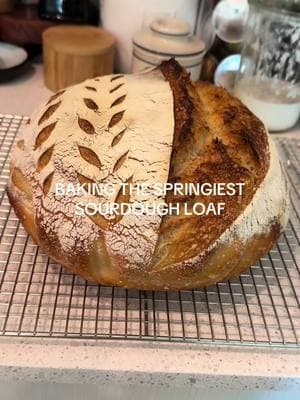 I love a huge loaf!! #sourdoughclub #sourdoughtok #sourdoughbreadrecipe #fyp #sourdoughbaking #sourdoughrecipes #sourdoughrecipe 