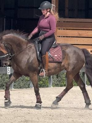 Fancy mare figuring some things out!🤩 #jasminethemoriesian#horse#horses#horsesontiktok#tiktok#equestrian#horsegirl#horsetok#revelationdressage#fyp#fypage#fypシ#fypシ゚viral#foryoupage❤️❤️ 