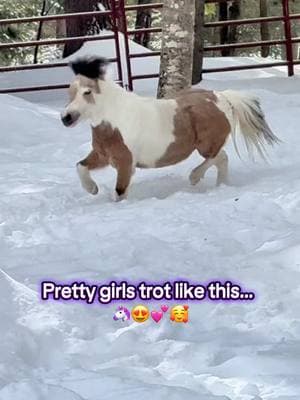 Pretty girls trot like this 🦄💕😍 #alchemyacres #minihorses #mares #horses 