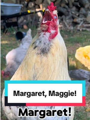 Frankie calling #margaret #maggie #maggy #rooster #chickensoftiktok #chickens #funnyanimals #memestiktok #chickenhappyhour  