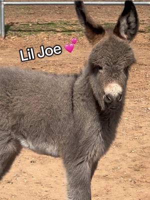 Moved the Donks to a new pen so after this winter storm they can have turnout with friends!!💕 🫏 #babydonkey #topwindranch #wintervibes #letsgetranchy #cowgirls #ranchlife 