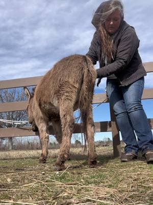 Let’s sedate Jack for a hoof trim. Side note: I’m obsessed with Upchurch songs for hoof trimming clips. @Buttin Heads Ranch #northcarolina #fyp #sedatedhooftrim #sleepy #buttinheadsranch #donkey #hoofcare #hooftrim #donkeysofttiktok #sedated #equine #worklife #mondayvibes #farm #livestock 