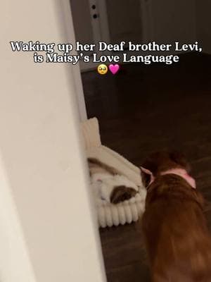 She was super excited for this welcome 🩷🤗 why is it the cutest thing EVER every time he pops up realizes 😭🥹 #dogsoftiktok #tiktokdogs #PetsOfTikTok #deafdogsoftiktok #deafdog #goldenretriever #goldenretrieverlife #goldensoftiktok #dogsvideo #aussie #petlovers #dogsarebetterthanhumans #goldenwakesupdeafdog #deafaustrailianshepherd #aussie #dogsstory #dogbestfriend #aussiesoftiktok #goldenretrieverlove 