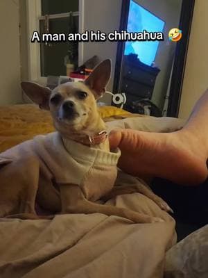 yes, that's his foot 🤦‍♀️🤣 #chihuahuasoftiktok #fyp #funny #menwithchihuahuas #dogsoftiktok #anklebiter #sleepy #toes #weird