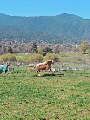 Can you tell She's a diva? #thewardensstrawberryblonde #strawberrygypsyvanners #gypsyvanner #gypsycob #horsesoftiktok #equestrian #mare #redmare #flaxenchestnut #gotmane #gotfeather #grooming #groominghacks #oregon #espanasilk #espanasilkgroomingproducts #teamespanasilk 