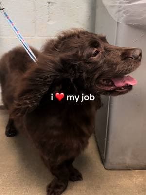 yet he was the sweetest dog after the dryer  side note: look how good i got his coat flowing #fypシ #petsmart #doggrooming #groomer #dogbathersoftiktok 