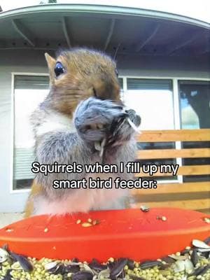 Of course they’ll have a look 🙄 #birdbuddy #funnyanimals #birdfeeder #squirrels 