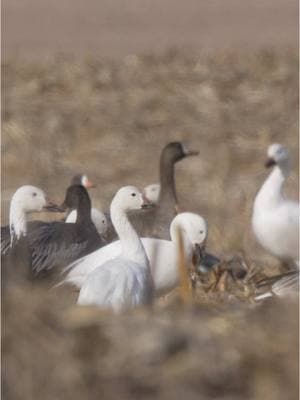 Love them or hate them,  we can’t be mad at how tough and smart these birds have become !!  - - 🎥 @Matthew Ryan Bielski  #presleysoutdoors #waterfowlhunting #wedowhatwesell #snowgeese #snowgeesemigration #waterfowl #wildfowl @AF Waterfowl @Ira's Salsa 