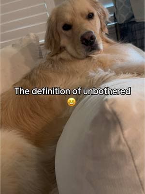 The definition of unbothered #dogs #doglife #rufflife #rufflifeofadog #funnydogs #goldenretriever #goldenretrieverlifestyle #goldenretrieversofinstagram #dogsoftiktok 