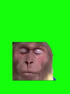 Monkey thinking Meme Green Screen #discord #capcut #procreator #fyp #meme #viralgoals #protemplates #greenscreen #viral #trend #memecut #meme #monkey 