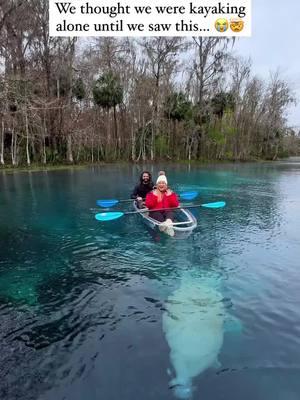 Kayak tour details below 🩵👇 🫶🏼 This kayak tour with @ecoventurefl is one of our favorites activities we’ve ever done in Florida…and we’ve lived here our whole lives. Our tour guide @floridaguidejosh has a passion for these springs, and all its inhabitants, that is truly contagious. 🥹 The highlight of our tour, by far, was getting to see the most adorable and curious baby manatee! He will literally make you melt from cuteness. We also had the chance to see alligators, countless wild birds, and some of the biggest manatees we’ve ever seen. 🛶 @ecoventurefl offers educational and sustainable tours through some of Florida’s most stunning springs. And with a smaller, more personal group size, your tour guide will take you to the best spots to see Florida’s natural beauty and incredible wildlife. 💰The two hour clear tandem kayak tour is $70 per adult & $60 per child & includes life jackets. 🙌 Obviously, we can’t say enough good things about @floridaguidejosh and @ecoventurefl What we can say is that you NEED to put this tour on your Florida bucket list. #manatees #manatee #floridalife #floridatravel #florida #kayaking #silverspring