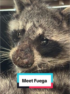 New raccoon intake  Meet Fuega 🔥 #wildlife #wildliferehab #wildliferescue #wildanimals #raccoon #injuredanimal 