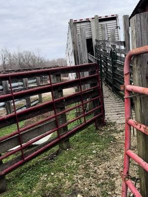 Levantando las pintas 🐄🐄 por tierras de París TN y se le sigue dando 😎💪🏼#dejatuloguaposoyganadero #perfumadosdela57🤠💯💊 #millsfarmtrucking #livestock #dejatuloguaposoyganadero🤙🤠 