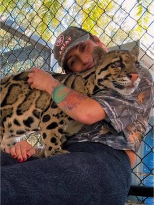 I wish I could do this all day 🥰 #xtremeexoticswildlifefoundation #zookeeper #xtremeexotics #enrichment #animalhumanbond #zoolife #conservation #sweetpeasumiandmaverick #sweetpeaandsumi #cuteanimals #cloudedleopard #zootok #fyppppppppppppppppppppppp #zookeeper #xtremeexotics #ProtectWildlife #zookeeperlife #