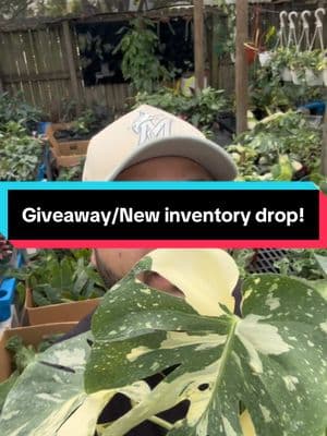 Come to the show! Tonight 7pm est!  #giveaway #giveawayalert #livesale #plant #plants #houseplant #houseplants #plantcon #fyp #plantsoftiktok #planterstrickshot #planttiktok #PlantTok #plantlover #planttips #houseplantcommunity #garden #gardening #florida 