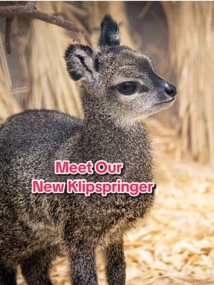 💕Springing into our hearts! 💕 The Zoo welcomed a female klipspringer calf on Wednesday, January 8. At this time, she's spending quality time bonding with mom, Daphne, and dad, Naadir, behind the scenes and growing stronger by the day.   Daphne and Naadir are experienced parents, having raised multiple calves at the Zoo, but this birth is extra special. At 18 years old, Daphne set a record as the oldest female klipspringer to give birth at an Association of Zoos and Aquariums-accredited organization.  Speaking of klipspringers, spring into action and cast your votes today for USA Today’s 10Best Readers’ Choice Awards: LINK IN BIO #zoo #omahazoo #baby #animal #cute