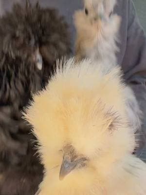 Silkie chicken gang #silkies #chickens #eggsfordays 