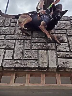 #tactical #k9 #DogTraining #dogsoftiktok #militarydog #k9unit #k9softiktok #hundetraining #hundevideos #dogtrainer #k9 #tacticaldogs #fyp 