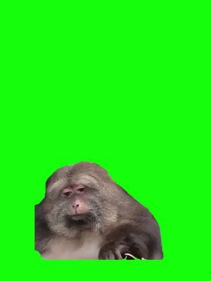 Monkey Looking around Meme Green Screen #discord #capcut #procreator #fyp #meme #viralgoals #protemplates #greenscreen #viral #trend #memecut #meme #moneky #xuminghao 