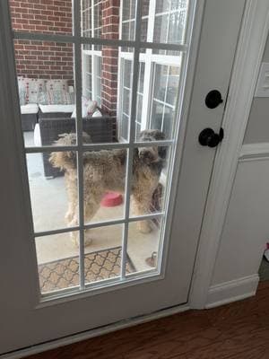 When your detective skills are on “potato” mode. #FunnyDogs #DogTok #DerpyDog #PetFails #DogHumor #DogsOfTikTok #PuppyLove #FurryFriend #DogLife #HilariousPets #DoggoMemes #ViralDogs #EpicFail #PetComedy #WindowWatcher