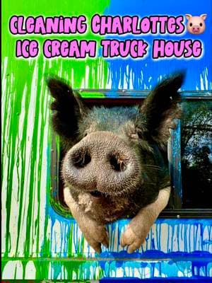 Replying to @BobbyJean Upcycling a junkyard ice cream truck into a pig‘s house has always been one of my favorite projects we’ve done! Not only is this SUPER easy to keep clean, because it’s all aluminum so I can just pressure wash this whole thing and there are big back doors that open up for easy access,  but the reason why this is one of my favorite animals houses is because of how much Charlotte🐷loves it! 🥹 Before she moved into her ice cream truck house she went through numerous other little houses, where she would always break and destroy anything in her path to escape every other house we made for her. She would bust through walls like the kool-Aid man, pick up fencing and gates and go right under it, rip posts out of the ground, and even when we cemented her building in, she actually managed to break the cement apart crumbling it into pieces to be able to escape, which is how she gained her extremely fitting nickname “The Tank”  We started to feel like we were in the 3 little pigs story, trying to build a little piggy house out of straw, sticks, and even bricks, yet nothing worked because the “big bad wolf” could ALWAYS huff and puff and blow every single house right down 😉NOTHING was good enough to contain “The Tank” We joked about needing a solid steel building to be able to contain her, and when Kevin found this old ice cream truck in the junkyard, we laughed at the idea, but we figured nothing else was working, so we might as well give it a try 🤷🏻‍♀️ And when we pulled up with this ice cream truck, she ran right up the stairs jumped up on the solid metal dashboard, laid down nose pressed against the windshield enjoying the view and then fell right asleep! We didn’t even need to try to convince her to like this new house, she just immediately felt at home in it and now she doesn’t try to escape anymore! …(for the most part😉) #animalhousingideas #animalsoftiktok #animallover #animaltok #animals #alyssasanimalsanctuary #farmanimals #upcycledpiggyhouse #upcycled #DIY 