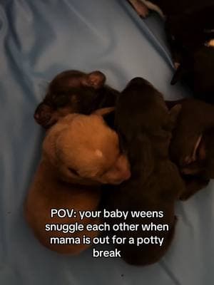 I just wanna kiss them all 🥹 #dachshundpuppy #puppies #newbornpuppies #sausagedog 