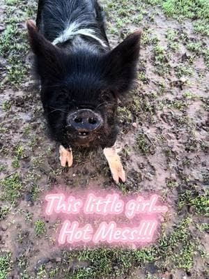 Deaf and bobble head makes training challenging..at least we aren’t biting toes any longer 🙄😬 #whatwedo #piddyslegacy #howweroll #luvthesnout #sanctuary #chomp #bite #snap #rescue #nonprofit #california #sanctuarylife #fy #cutepig #pig #minipig #animalrescue #animallover #kahu #kunekune #funnygirl #funnyvideo #hotmess #specialneeds #superpowers #Love #forever #piglet #morningroutine #babyshark 