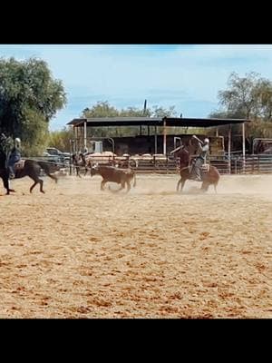 #sunnycranch  @Reed Boos heeling down on #InHisFavor #repostit  #fyp  #teamroping 