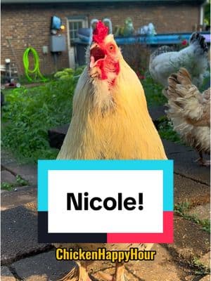 Frankie’s calling you #nicole #nikki #nicki #nik #nic #rooster #funny #memestiktok #chickens #chickenhappyhour 