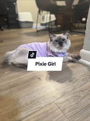 Pixie is home! #catsoftiktok #cats #catlover #catloverclub #surgery #fyp #kitty #kittycat #kittensoftiktok #kitten #ragdoll #ragdollcat #ragdollkitten #ragdollcatsoftiktok #ragdollkittens 