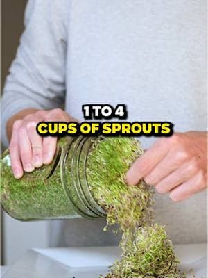 How many sprouts does an adult need? #dougevans #sproutwiz #sprouttok #healthandwellness #sproutingseeds #fyp #foryou 