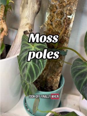 Ugh, Yes, moss poles work better than coir poles, WHATEVER. #plants #houseplants #mosspole #plantcollection #tropicalplants #roots #plantlover #plantcollection #philodendron #monstera #coir #planttiktok #plantadvice #plantsoftiktok 