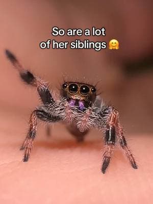 Dm me a 💜, if you’re interested in this lil one ☻  #jumpingspider #myspooders #jumpingspideroftiktok #phidippusregius #regaljumpingspider #vidia #babies #pretty 