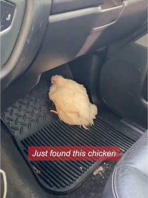 We’re absolutely sobbing over here! 🥹🐓🩷 This is Princess Chicken’s incredible story. 🐔 She was headed for the slaughterhouse, just another broiler chicken bred for meat. But as the truck made its way there, something miraculous happened - Princess Chicken fell off. 😱 Instead of being left behind, a kind-hearted man stepped in and saved her. Now, Princess Chicken is living her best life, far away from the fate she was born into. 🥰 She’s getting all the love and care she deserves, proving that every chicken, and every animal, deserves to be treated with kindness. 🙏🩷 🎥 princesschicken_ & geobeatsanimals on IG • • • • #chickenrescue #veganfriendly #veganfortheanimals #princesschicken