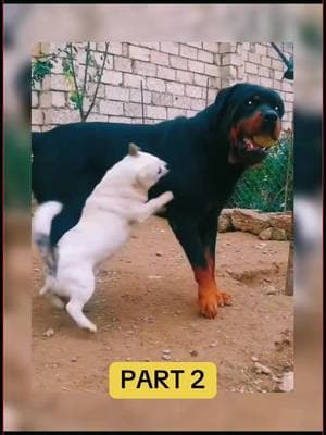 Funny dog videos #fyp #fypシ #cutepuppiestomakeyousmile #viralontiktok #meenjoyinglife #measababy #myphone #creatorinsights #puppy #puppiesplaying 