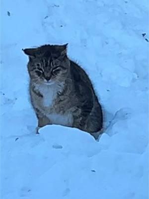 Wednesday Breakfast w/Daily Hiss #fyp #dailyhiss #feralcatsoftiktok #cats #catlovers #tnr #trapneuterreturn #spayandneuteryourcats #cattok #feralcats #colonycaretaker #cat #helpcontrolthepetpopulation #tnrworks 