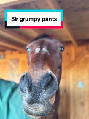 Mr grumpy 👖#oldmanvibes #grumpysunshineromance #grumpy #oldman #oldies #equestrian #bay #horses #baysoftiktok #forthegirls #thatface #thatfacetho #hi #fyp #bestboy #grey #horse #fyppppppppppppppppppppppp #bestfriend #justagirl 