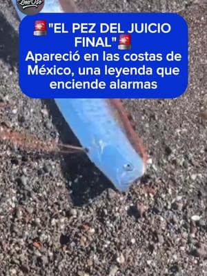 ¿SE APROXIMA UNA CATÁSTROFE?🚨 ‼️ Se reporta la presencia de un pez remo en las playas mexicanas, esto en El Quemado, Baja California Sur, México  #pezremo #pezdelfindelmundo #oceano #animal #playa #mexico #bajacalifornia #orfish #pez #ocean  #tsunami #naturaleza 