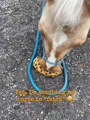 I’m not set on my cue and it shows 🤣 should we call this “get it” or “grab it”?? #horse #horses #pferd #trick #fetch #apport #gooddog #puppy #retriever #lena #challenge #gooddog #aqha #smartdog #tricktraining #