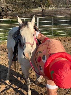 When you’re training your bf to train horses 🫶🏻🤣 #horsetrainer #desensitizing #horsedesensitizing #bfgoals #bluecollarboys #triumphhorses #mareproblems 