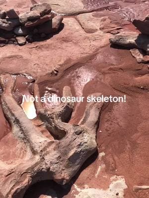 My paleontologist friends tell me this is a concretion, not a fossil!  The Navajo guides say it’s a Dilophosaur. #dinosaur #concretion 